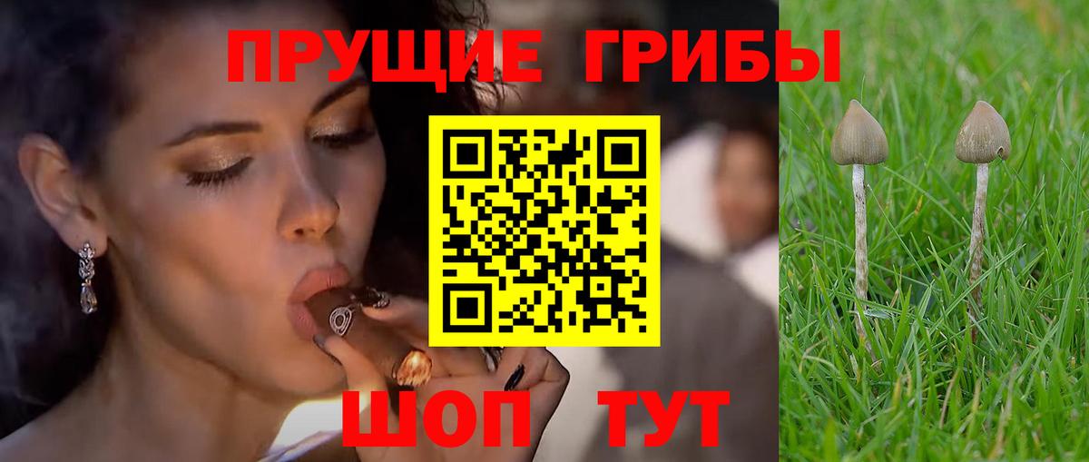 Псилоцибиновые грибы мицелий Минусинск